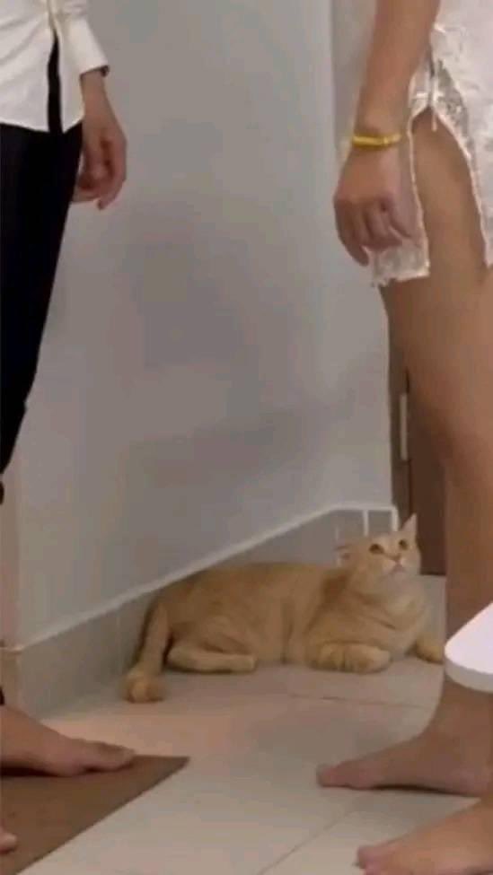 🐈: saya suka keributan