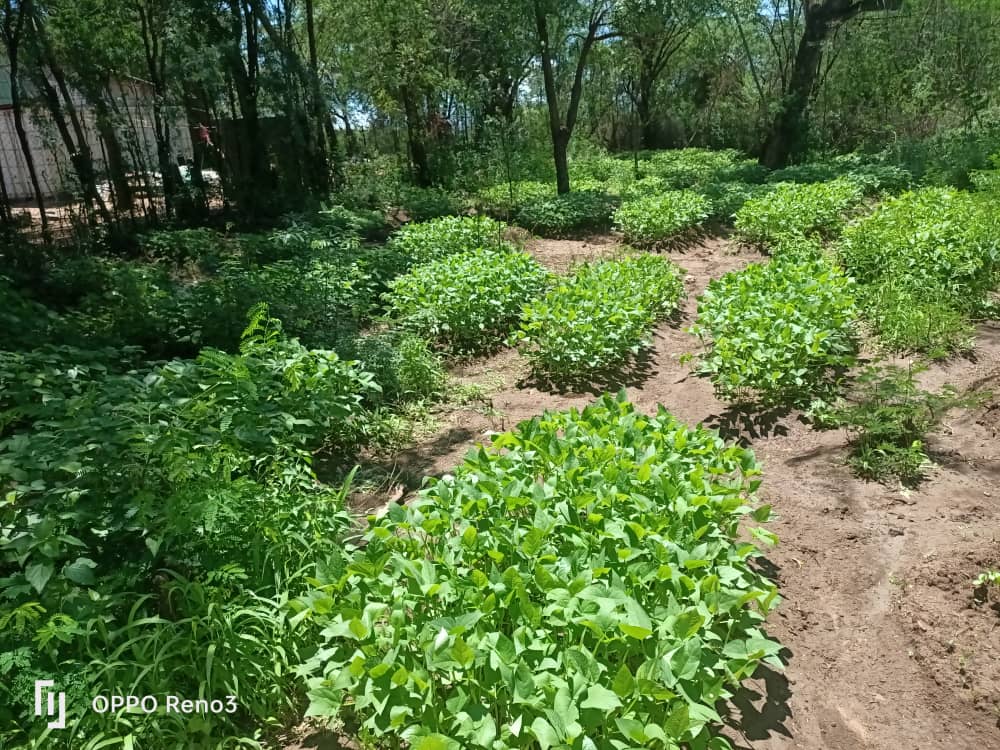 School greening is among the forthcoming themes for @COP28.

Through partnership with <a href="/WFP_SouthSudan/">WFP South Sudan</a> on School Feeding Programme, @OPRD strives to create a resilient school community in #KapoetaEast. 

<a href="/GIZ_SouthSudan/">GIZ South Sudan</a> <a href="/UnescoJuba/">UNESCO South Sudan</a> <a href="/save_children/">Save the Children International</a> <a href="/UNFPASouthSudan/">UNFPA South Sudan</a> <a href="/SouthSudanGov/">South Sudan Government</a>