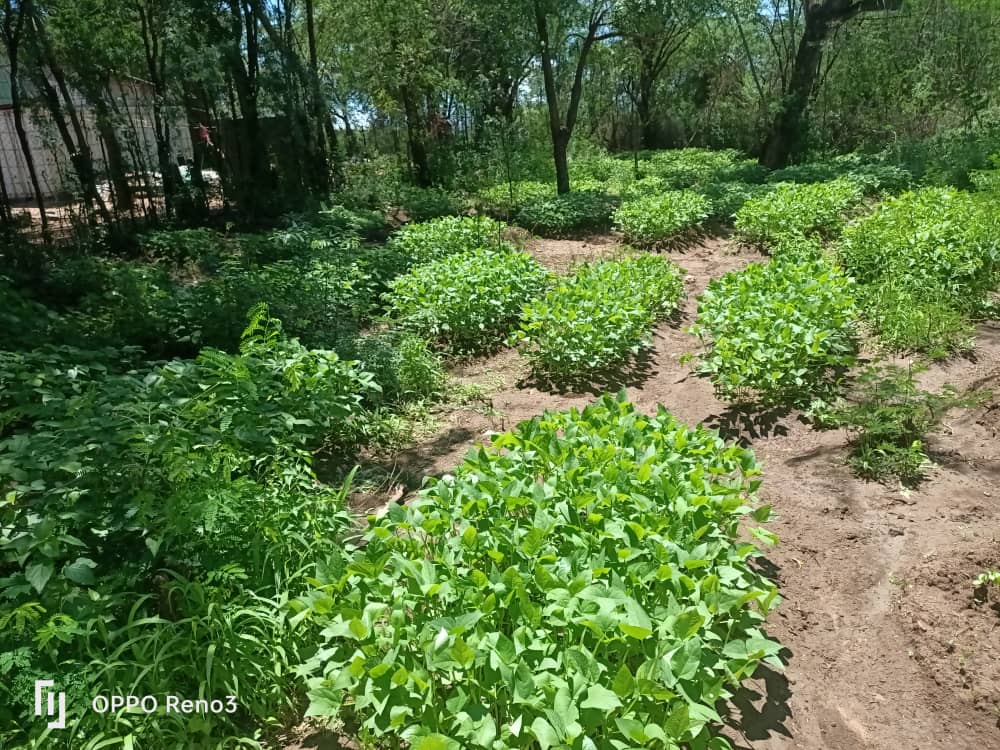 School greening is among the forthcoming themes for @COP28.

Through partnership with @WFP_SouthSudan on School Feeding Programme, @OPRD strives to create a resilient school community in #KapoetaEast. 

@GIZ_SouthSudan @UnescoJuba @save_children @UNFPASouthSudan @SouthSudanGov