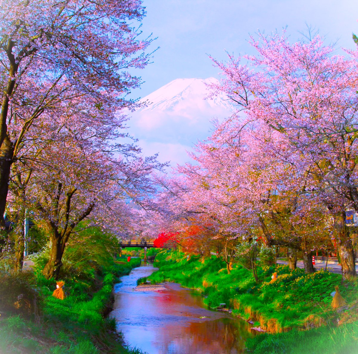 桜と富士山 ＃桜 ＃富士山