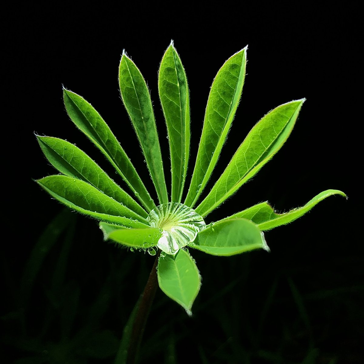 The drop

#betthupferlbild
