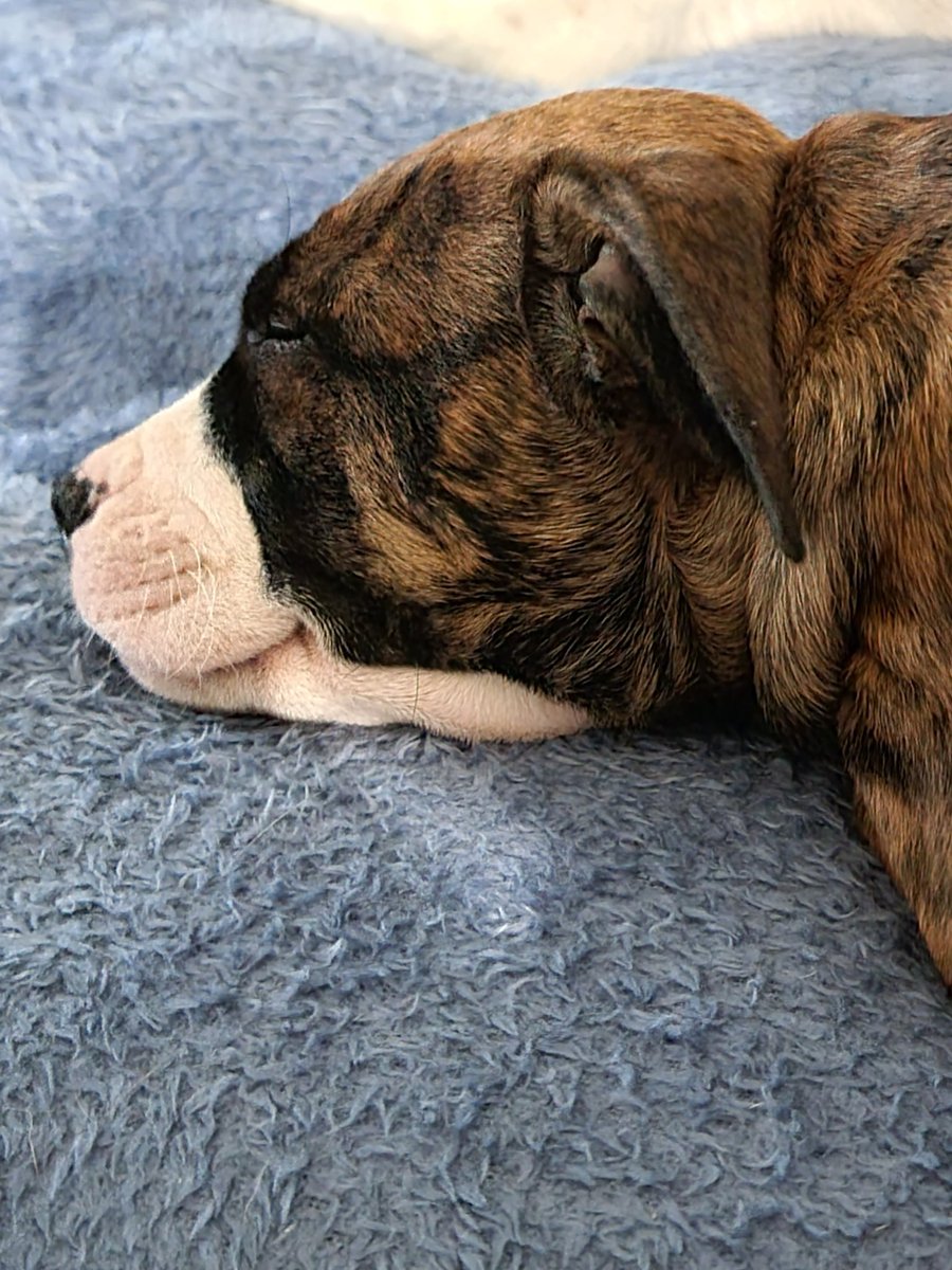 We Love Staffies tweet media