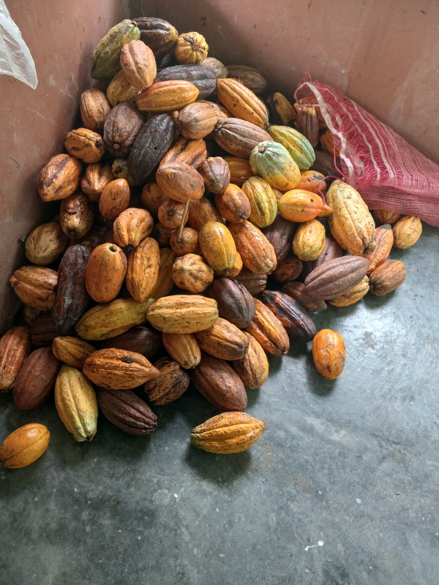 #HarvestTime
#Cacao  🍫