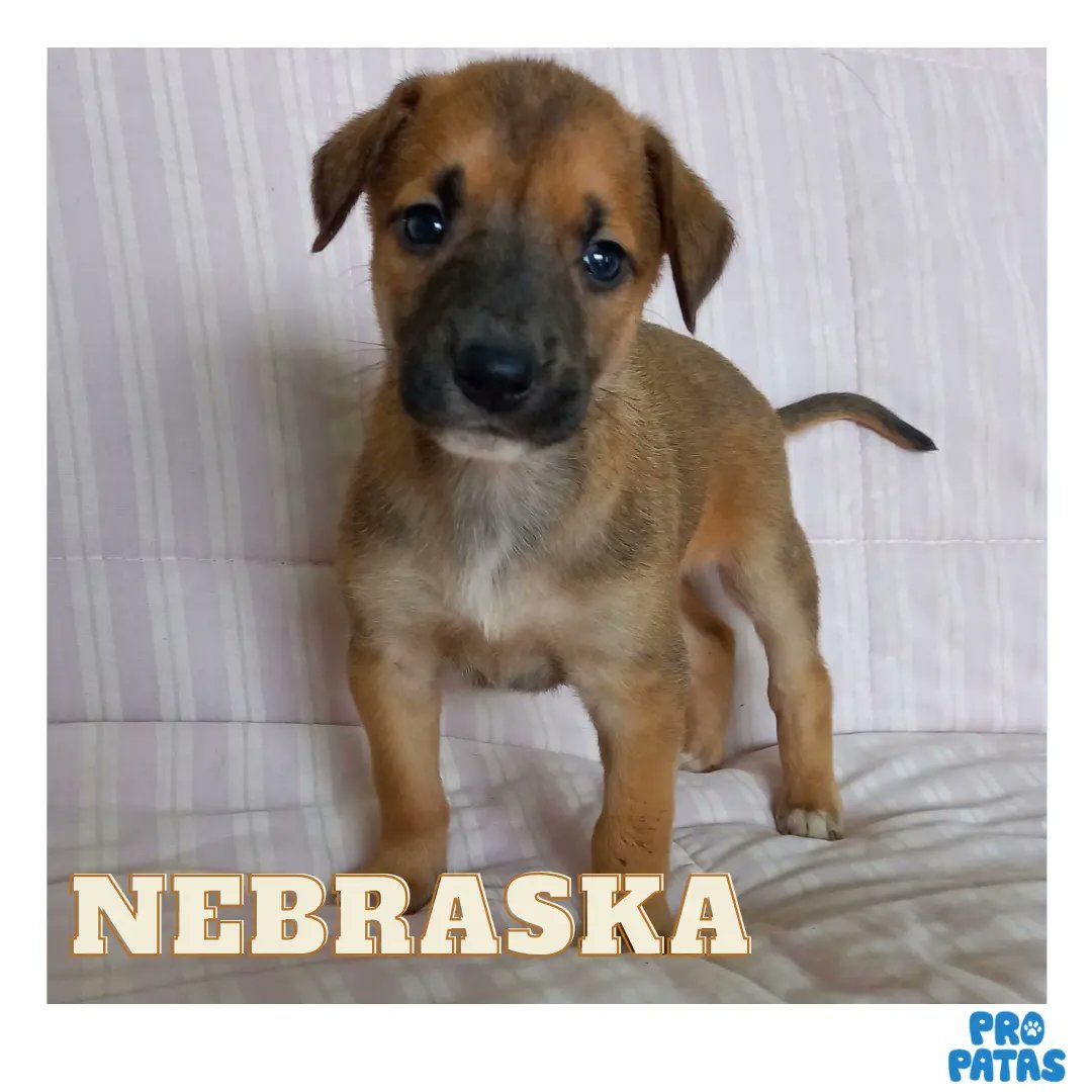 Cachorra en adopción  #Rosario

Instagram: Propatasrosario