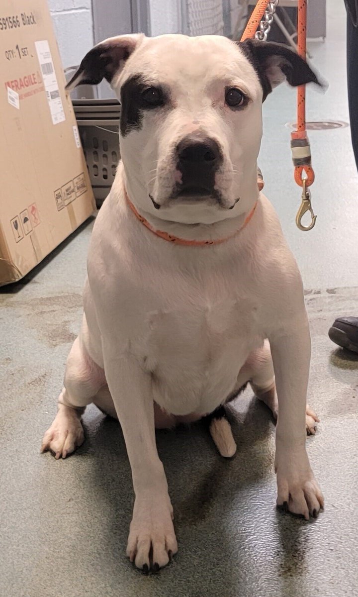 NMBewitched's tweet photo. Her name was ARYA
Killed today @NYCACC
Tysvm to those who #Pledged & #RTd
Searched for a #Foster
Disgusting this is how we spend our time
Begging & Pleading for someone who never shows up
Politicians look the other way
Citizens go about their day
ACC just keeps killing
Aryaπ https://t.co/73AbH8nQ9I