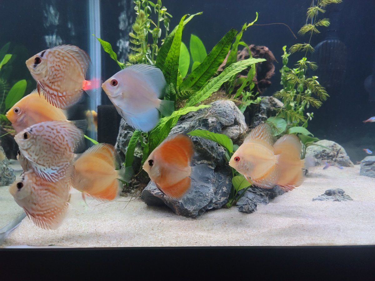 HellfishTV's tweet photo. Another shot of the discus. These guys are wicked cool https://t.co/RSSDVKp4Vv