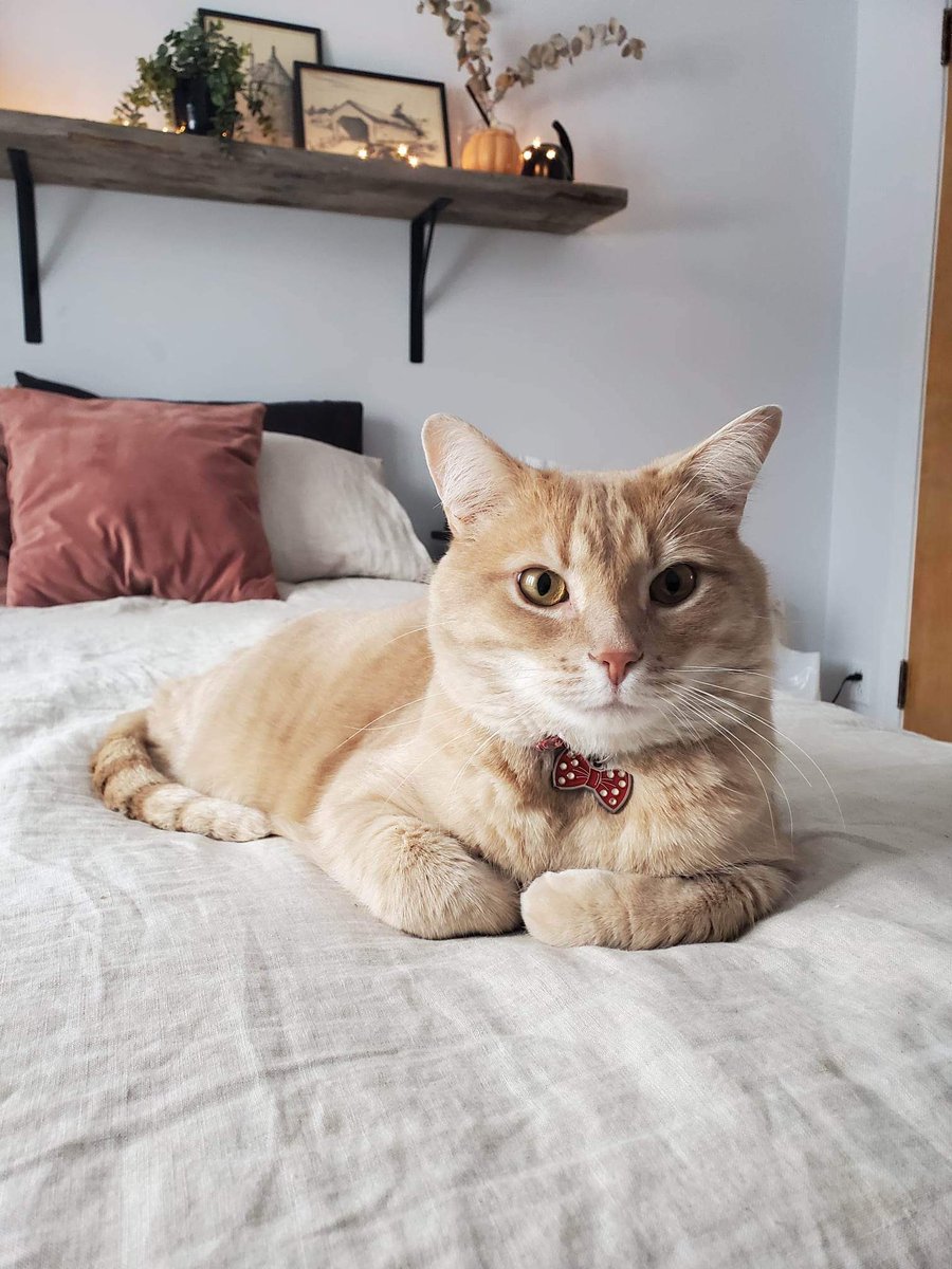 PYMcsween's tweet image. Si vous trouvez ce chat au Centre-ville, appelez le numéro sur la médaille.