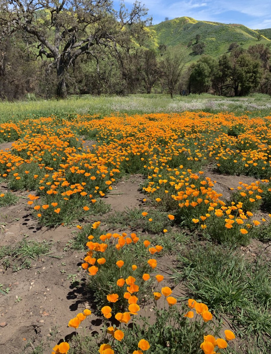 Happy #CaliforniaPoppyDay. The poppy is such a beautiful symbol of the Golden State!