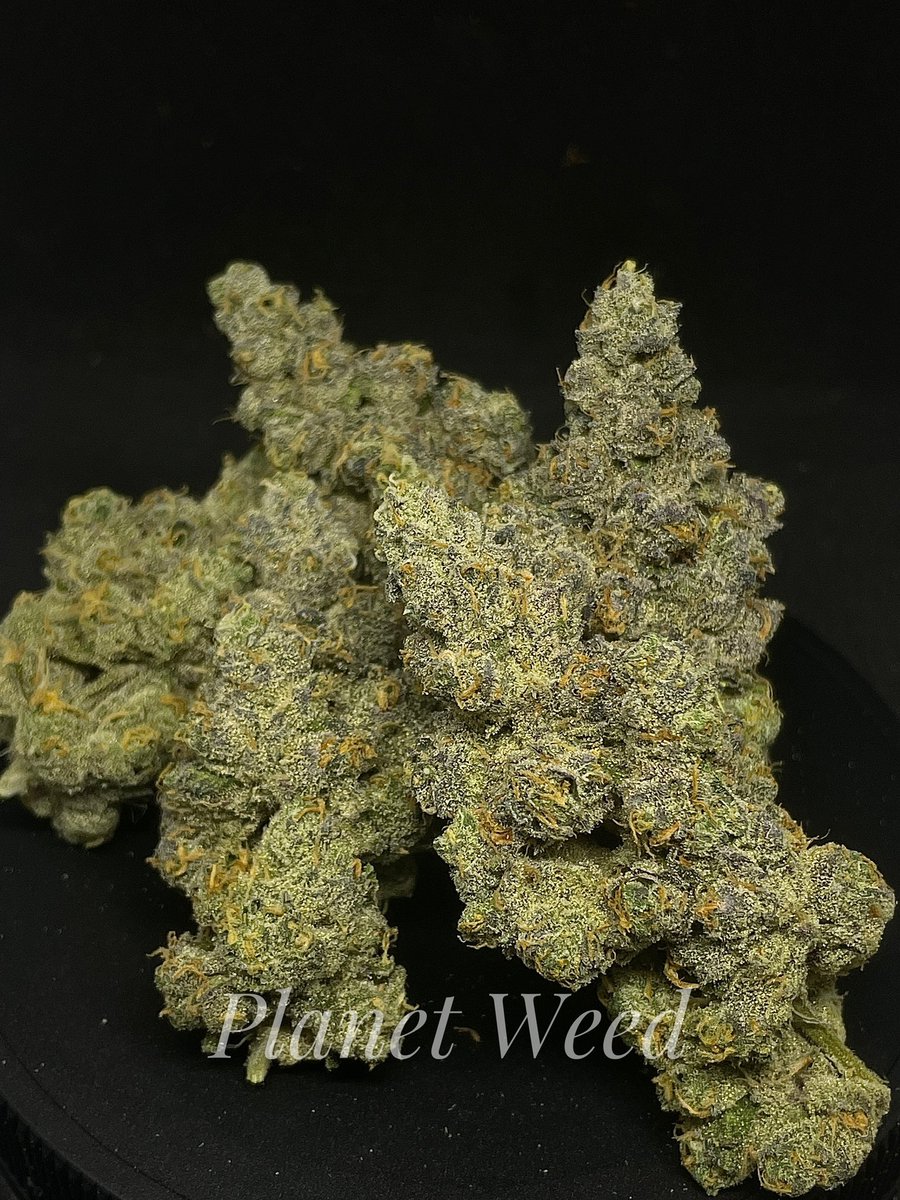 Planet_Weed420's tweet photo. #exoticgenetix #ᴛʜᴄ #ᴛʜᴄthailand  #grower #cannabisthailand #medicalmarijuan #sativa #indica #phuket #kohsamui #kohphangan #growerthai #ภูเก็ต #เกาะสมุย #กัญชาog #กัญชา #กัญชาราคาส่ง https://t.co/SRRcnCuUfT