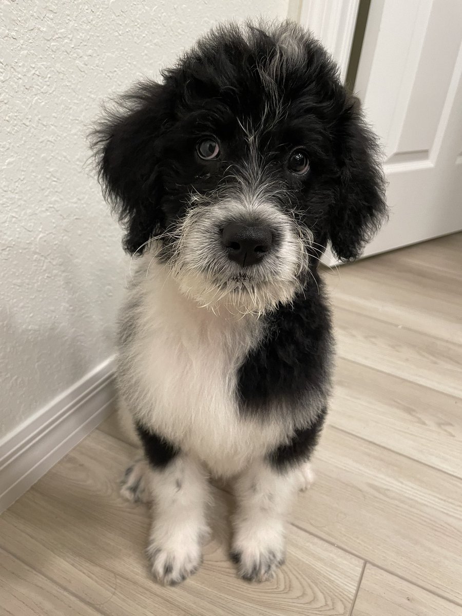 SlothReads's tweet image. Hey #Critters It’s Thursday Night! Meet my new pup, Sir Bertrand! #criticalrole #criticalrolespoilers #puppy
