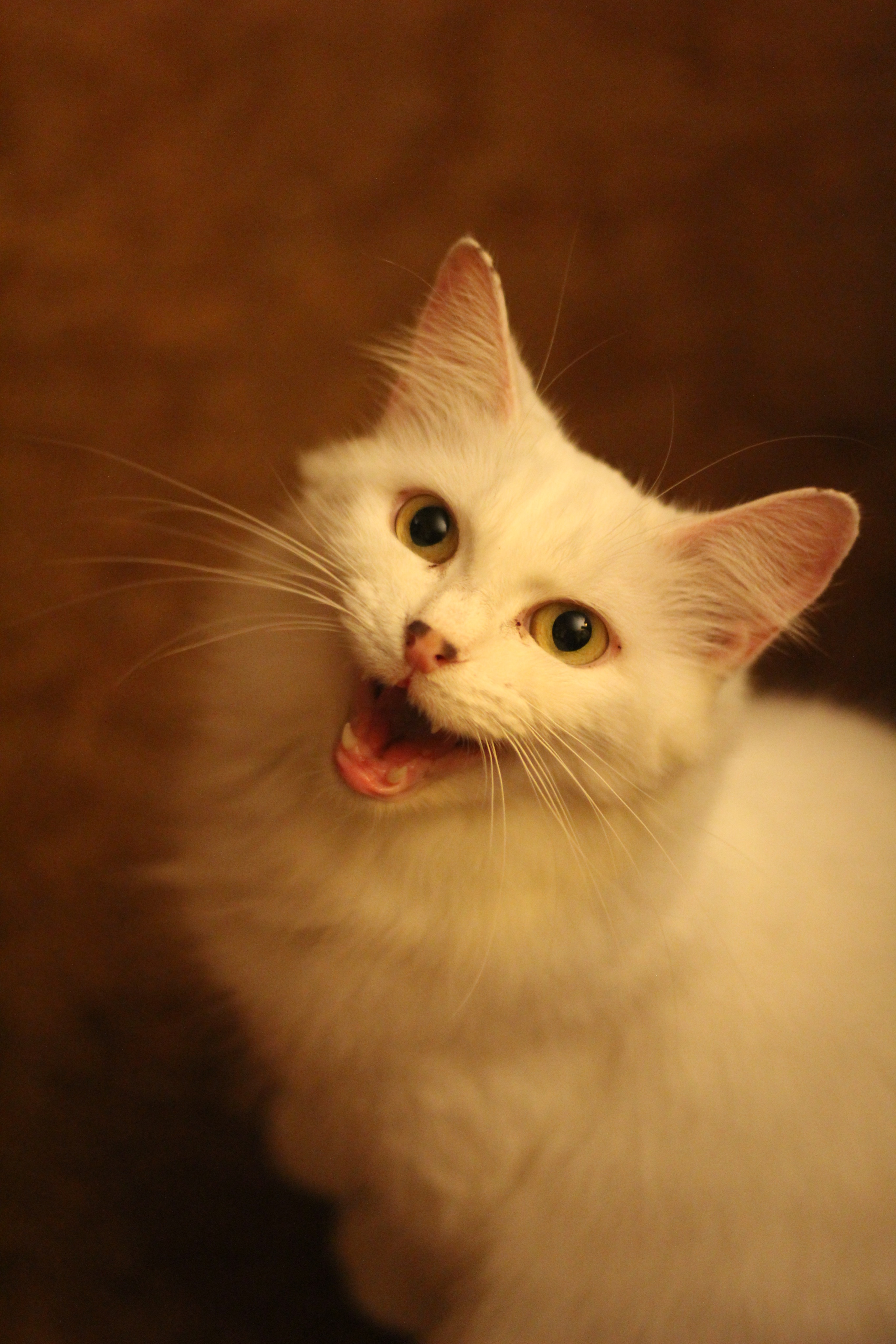 Cats of Yore on X