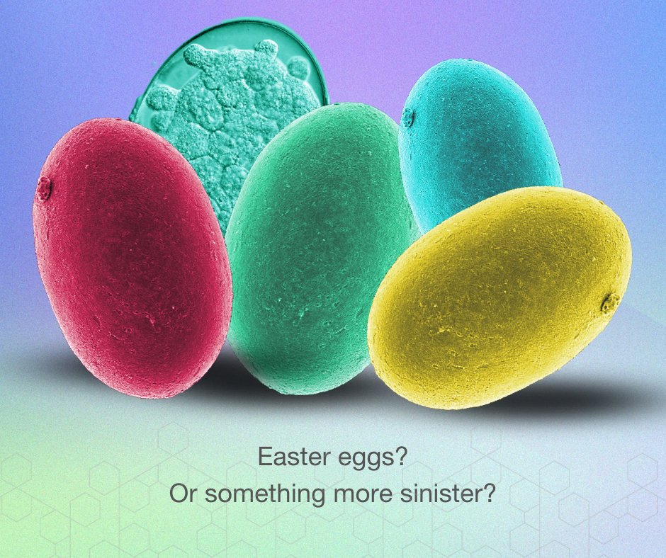 QIMRB_Institute's tweet photo. Definitely not chocolate.

Find out more: https://t.co/3qODtiBDsl https://t.co/PKwlMs7i0G