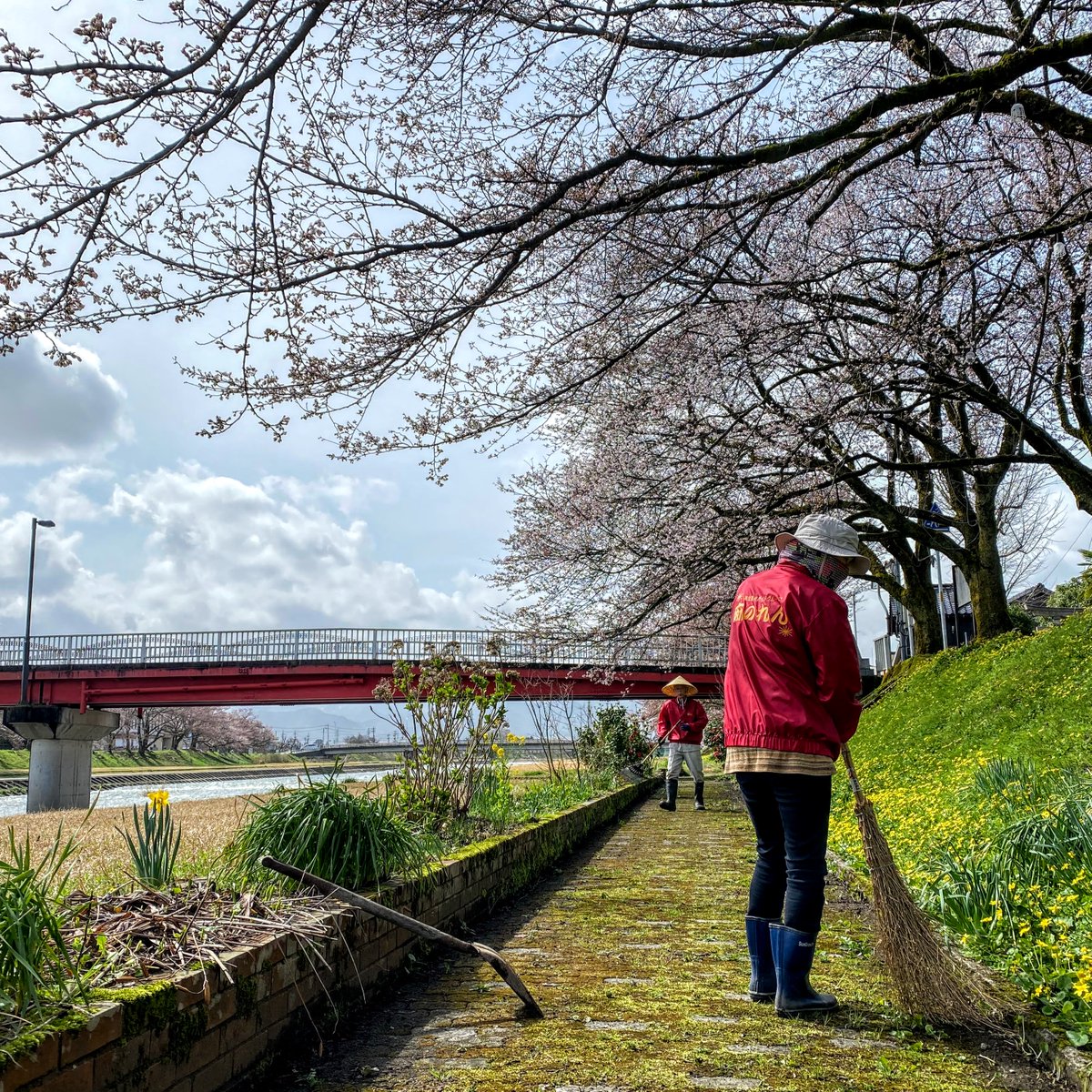 nyanto_shi's tweet photo. 桜が咲き誇る前の���と、地元のガイドの方々と川べりの清掃活動してきたが。ここはきれいな桜並木があり、お散歩やお花見ができ、夜はライトアップされるが。

#富山県 #南砺市 #福光千本桜 #麻のれん
#japan #toyama #nanto #japantravel #japantrip #Rowofcherrytrees https://t.co/xNggZ2RxPq