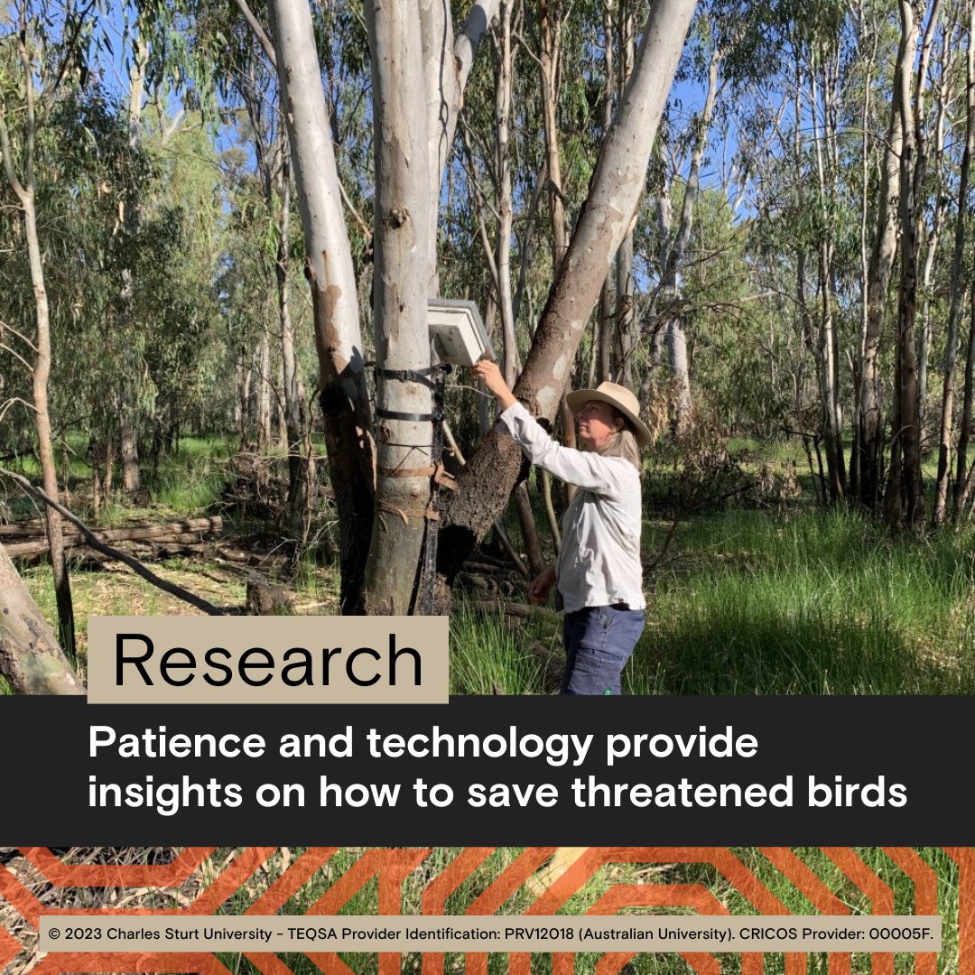 🐦<a href="/Gulbali_Inst/">Gulbali Institute</a> researchers have been eavesdropping on wetland birds, gaining valuable insight on how to detect and protect threatened bird species on the Murray River. 

🔗: go.csu.edu.au/40BotyC

#WildOz