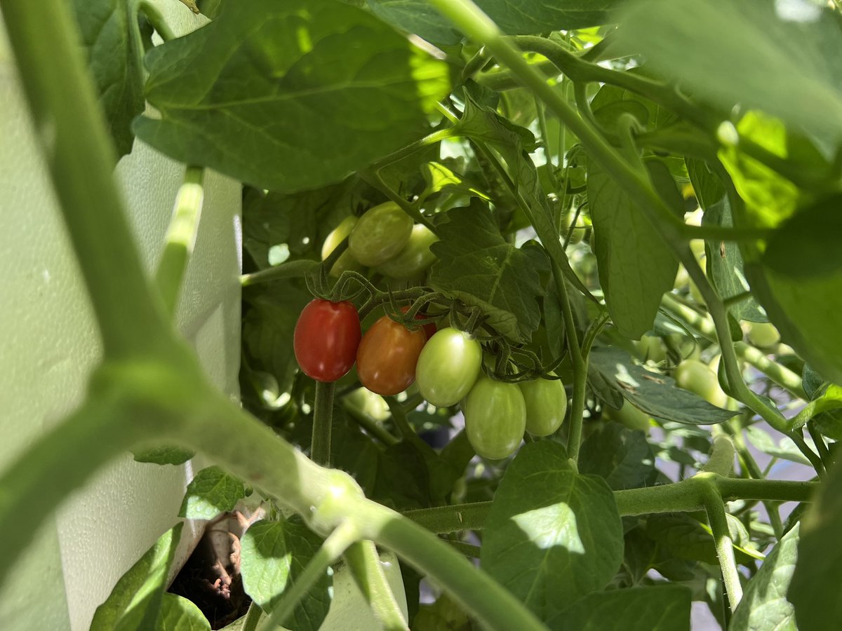 Kristin DeLaTorre tweet media