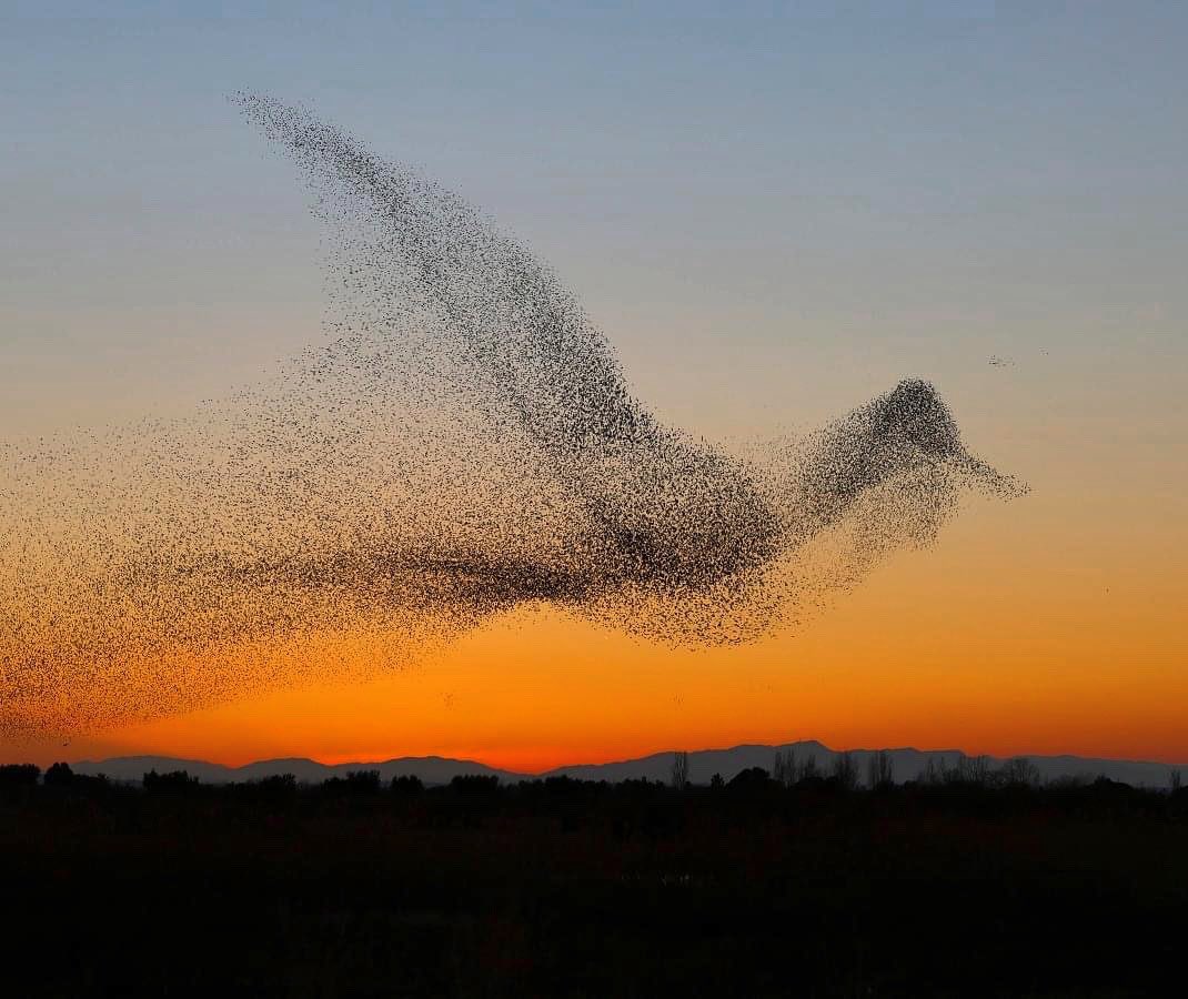 CoastalCustodia's tweet image. How about this for a Photo 📸 Daniel Biber from Hilzingen, Germany was trying to capture the murmuration of starlings for 4 days when he finally succeeded: he didn't realize the starlings had created a giant bird in the sky until he got home to review the pictures.
#murmuration