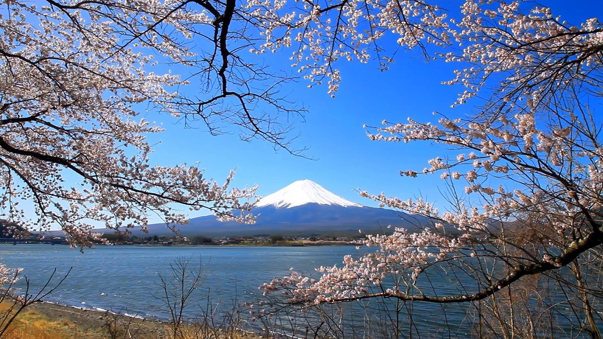 ☆富士と桜✨ おはようございます🌤️ 山梨・河口湖北岸の長崎公園の湖岸から 桜が富士山を取り囲むような景色を ご覧の皆様へ素敵な一日を🦝