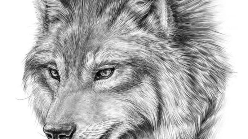AlanDayAuthor's tweet photo. Canadian fossil confirmed as coming from the Ice Age predator featured in the TV series “Game of Thrones.” Know what it is? Hint: it's not a wild horse! https://t.co/QCxxntHJ1m #GameOfThrones #fossil #Canada #History #animals https://t.co/V15jGkHlXp