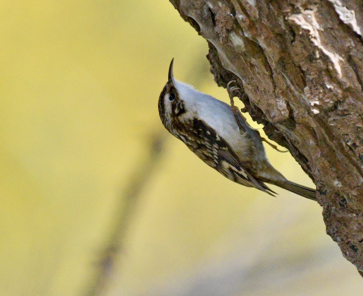 FionaEtheridge1's tweet photo. Lots of #treecreepers in #cumbria this #Spring https://t.co/UpbyXdmI4u