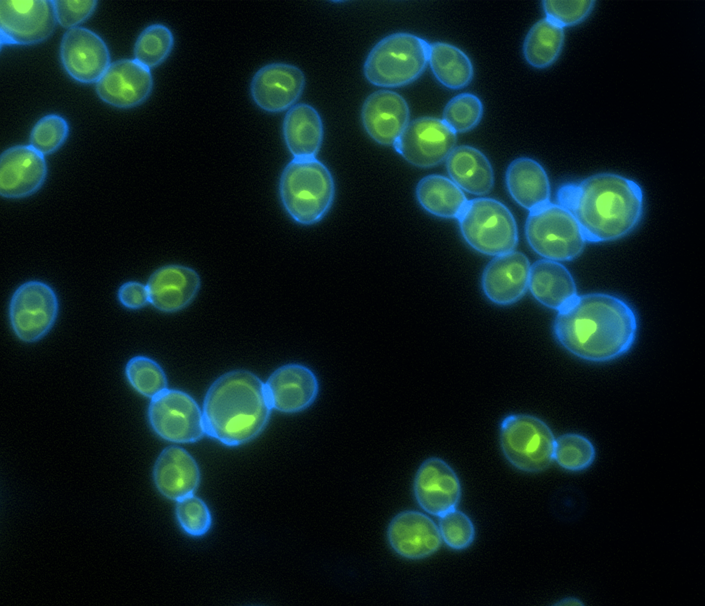 wc_ratcliff's tweet photo. Hey folks, we have a new preprint out. How hard is it to give a eukaryote a supplemental biological solar panel (aka, become facultatively phototrophic)? We stuck a rhodopsin, which pumps protons when hit by green light, into yeast to find out. 1/24

https://t.co/mzg6PhXlRt https://t.co/oms1HaIGL5