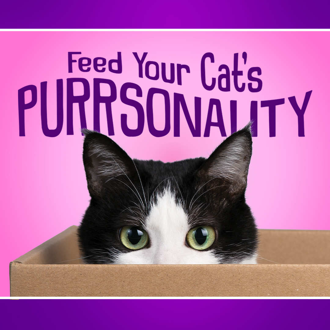 Your cat an explorer? A silly goose? A diva?? We have a food to feed their purrsonality!