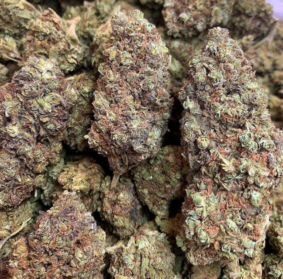 Tasha_Grows's tweet photo. Let get Lost ���️
------------------------------
#womenwhogrow #weedsocitey #420community #stay_lifed #cannabisheals #growyourown #smokeyourown #trichomes #terpenes #kingplam https://t.co/VVkjv0bZor