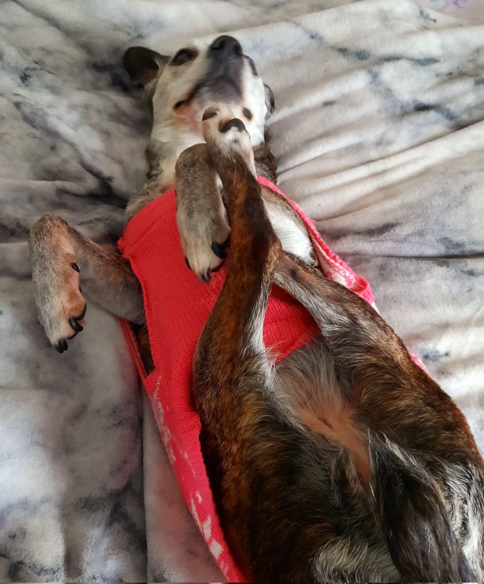 Christine Bore 💙 tweet media