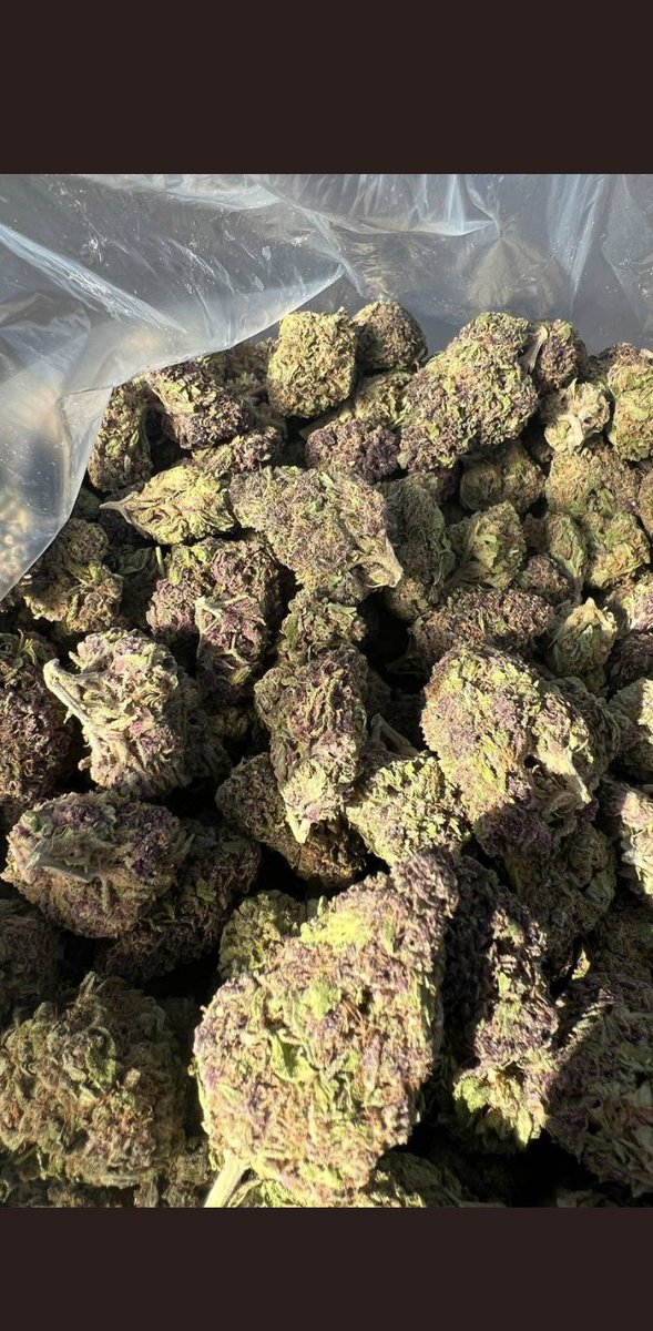 Tasha_Grows's tweet photo. Let all grab a big handful of happiness today, share we? 😛
-----------------------------------
#womenwhogrow #weedsocitey #420community #stay_lifed #cannabisheals #growyourown #smokeyourown #trichomes #terpenes https://t.co/X2Tl0CE14M