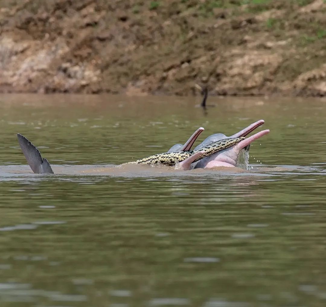 ¡Estos dos delfines están jugando con una anaconda! Esta imagen fue tomada cerca del río Tijamuchi en Bolivia.

Los delfines interactuaron con la serpiente de diferentes maneras, ocasionalmente nadando juntos de manera sincronizada.

Estas interacciones entre delfines son raras,