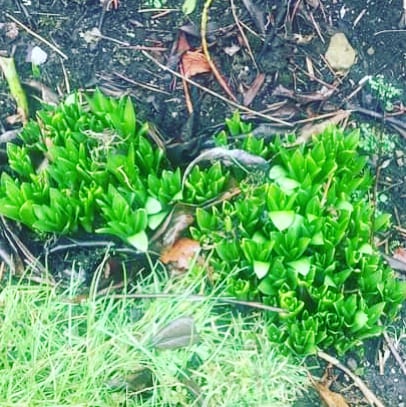 Spring has sprung in the UK 
 #spring #akhwat #fr #garden #crocus #springflowers #naturephotography #nature #anum #wwiekbismillah #flowers #g #crocuses #flowerstagram #saffron #flower #hawwaaiwa #krokus #gardening #flowersofinstagram #gagil #dk #kynara