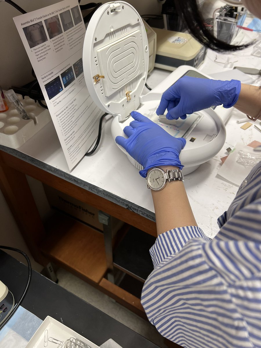 DiabetesNinja's tweet image. Excited for running the first #WesternBlot in our lab! Loving our iBlot2 from @thermofisher! #NewPI