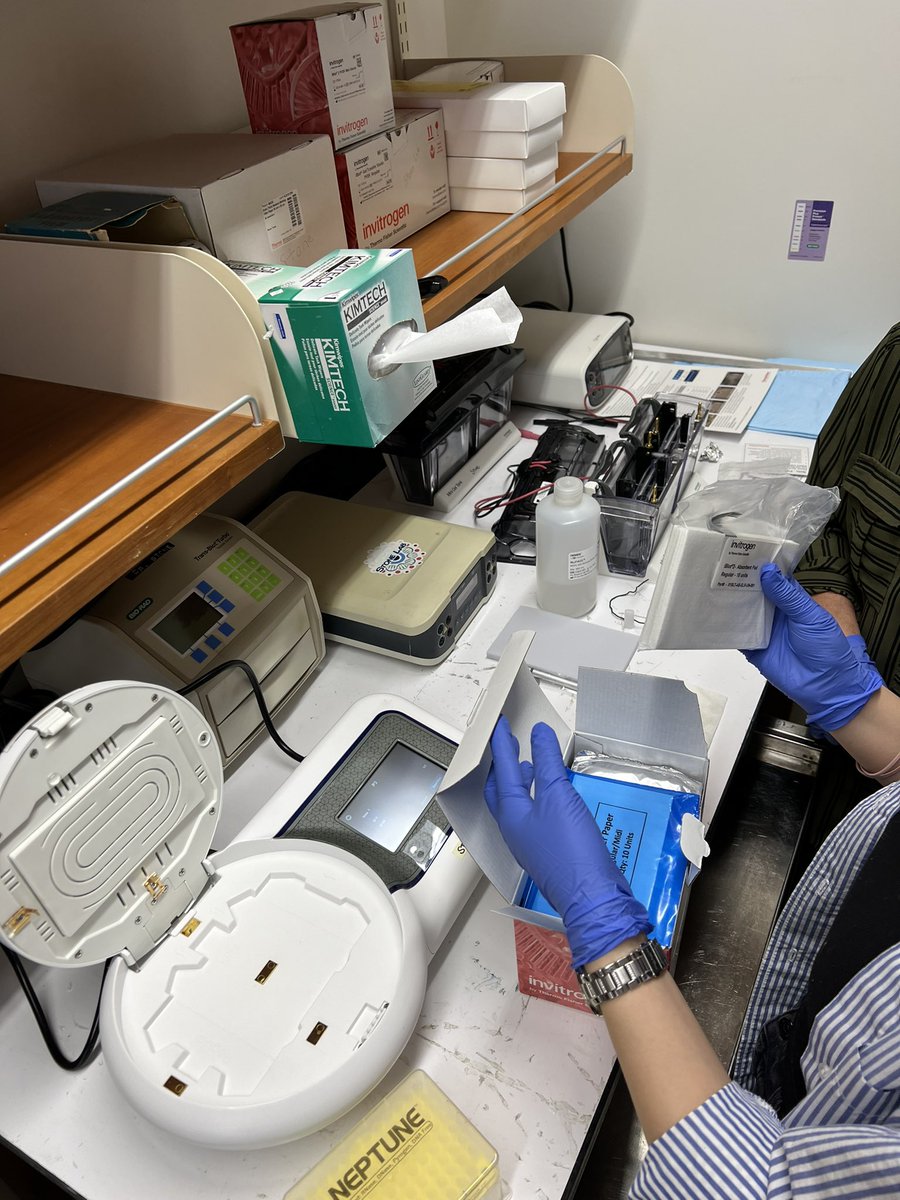DiabetesNinja's tweet image. Excited for running the first #WesternBlot in our lab! Loving our iBlot2 from @thermofisher! #NewPI