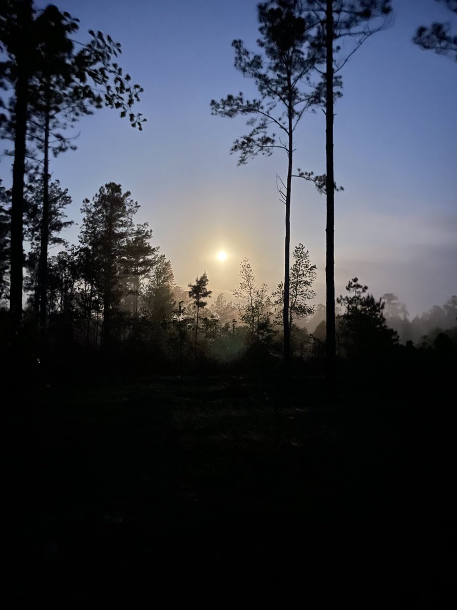 Jwetherington44's tweet photo. Full moon in the GA Turkey woods. One more am to make it happen. https://t.co/GcZKKC6hE9