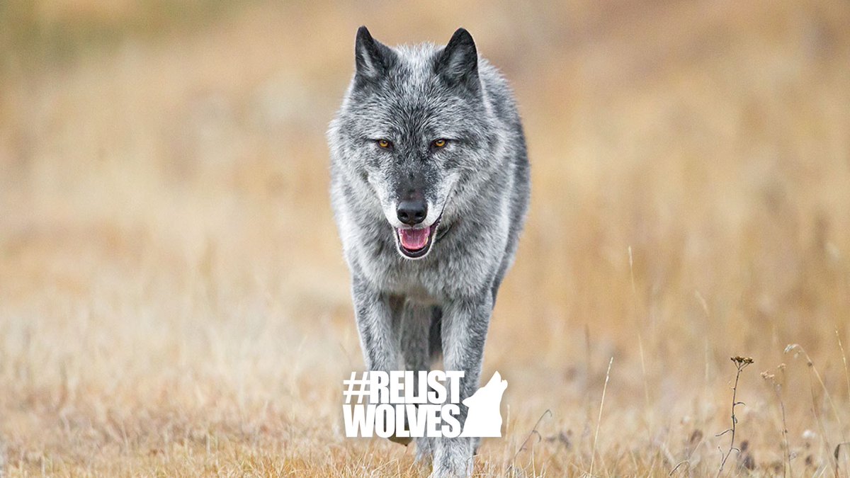 #RelistWolves. That’s it. That’s the post. 

Image courtesy of <a href="/JohnEMarriott/">John E Marriott Photography</a>