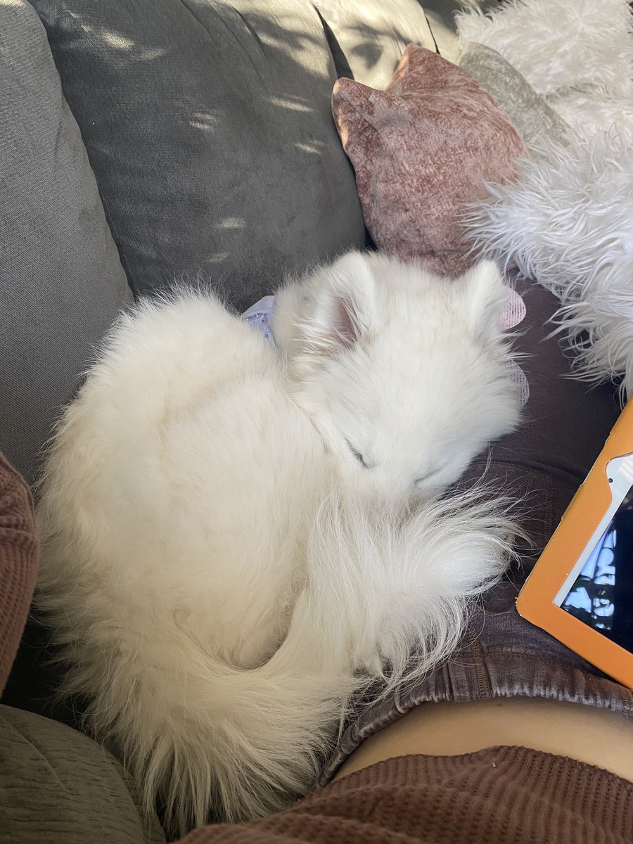 malhasty's tweet photo. Full moon got us like 🥱 https://t.co/yfGPjlDJwS