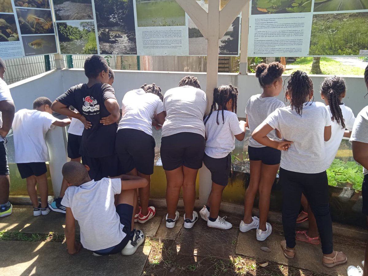 Les élèves de Sabine ANDRIVON-MILTON du #REP+ #dillon  2 visitent l'exposition sur les amphibiens et les reptiles de #Martinique au musée du père PINCHON grâce à l'#ecoleouverte <a href="/acmartinique/">Académie de Martinique</a> <a href="/EPrioritaire972/">Edu_Prioritaire972</a> <a href="/CircoFdF1/">Circo FORTdeFRANCE 1</a> <a href="/fdfville/">Fort-de-France Ville</a>