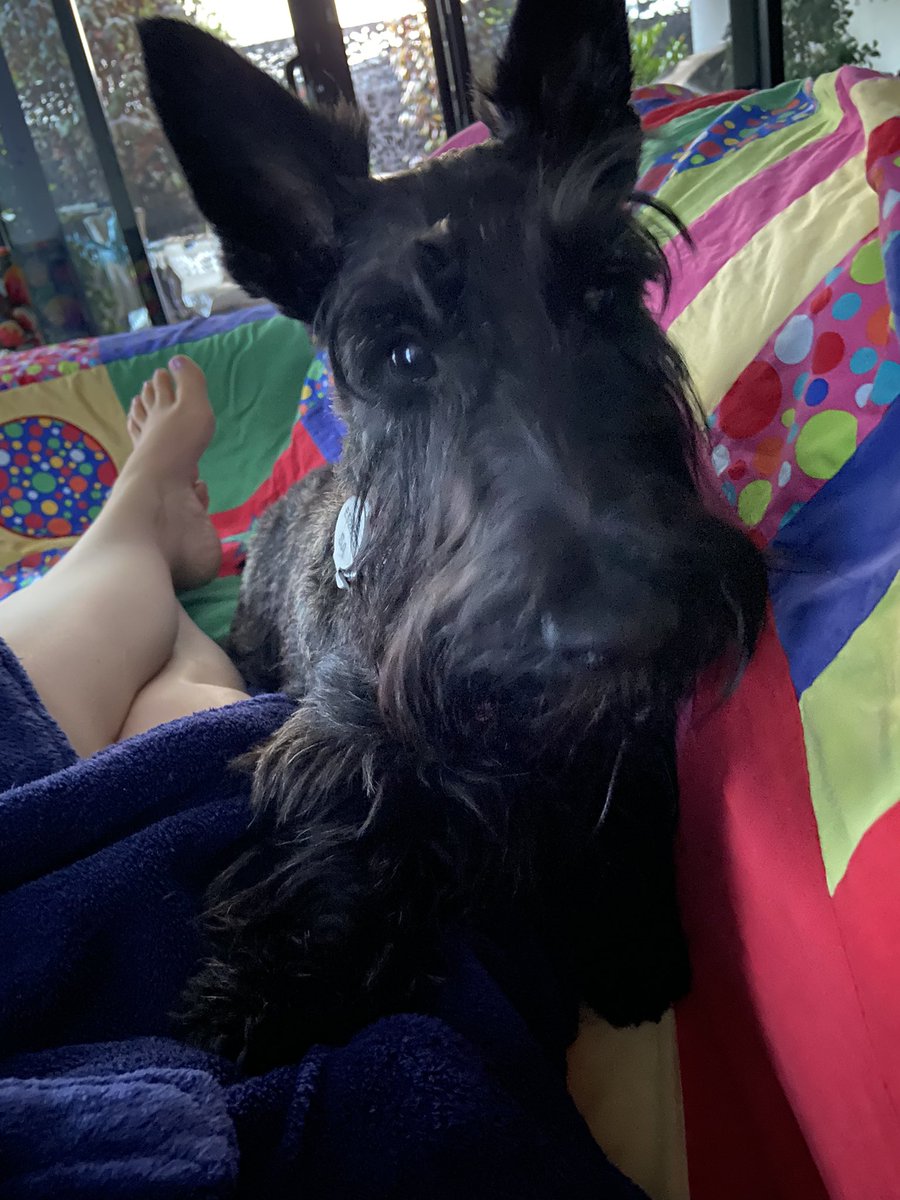 Good Friday morning cuddles with Miss Rosie. After a busy term, it’s nice to have a quiet morning to start the #Easter break.
#teacherlife #scottydog #relax #recharge