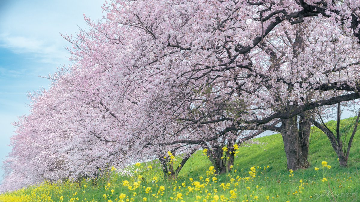 yukkey3103's tweet photo. おはようございます
桜スポットの中で一番のお気に入りの場所
今年も咲いてくれてありがとう

#桜 #sakura
#CherryBlossom 
#photography
#キリトリセカイ
#ファインダー越しの私の世界
#写真好きな人と繋がりたい https://t.co/xdSGeDwgjO