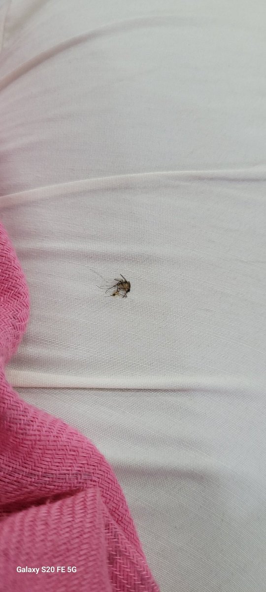 anvesh_kumar7's tweet photo. Mosquitoes breeding at the Khammam bus stand in yellandu waiting area pose a health risk. Urging depo manager to take immediate action for mosquito control. #PublicHealth #MosquitoControl #BusStandSafety @tsrtc @KTRBRS @MoHFW_INDIA https://t.co/B40YzpnEDN