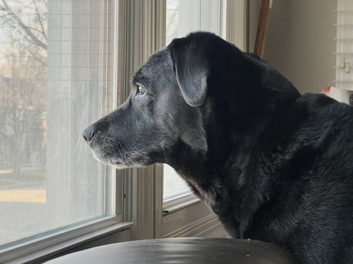 Who der?  Woof!!!  #dogs #labrador