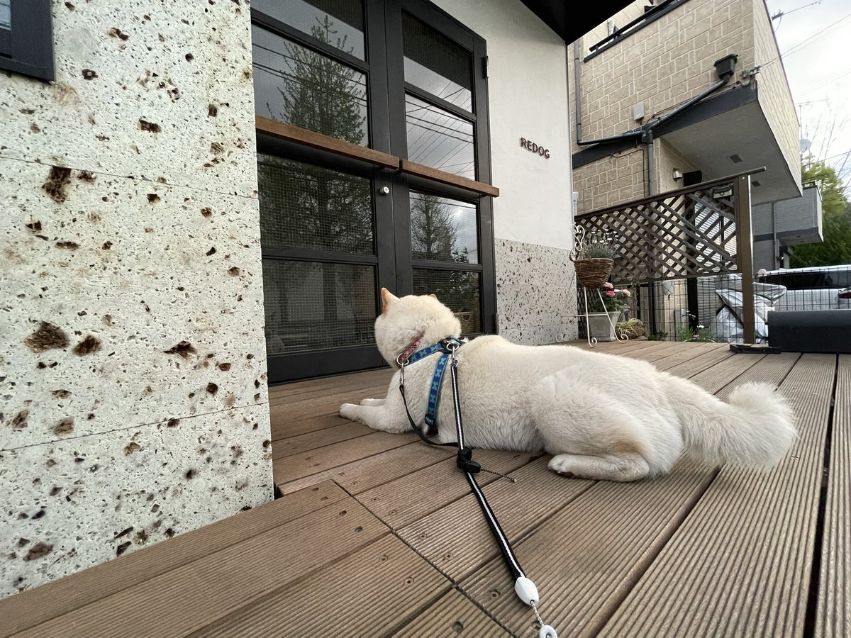 ZZrm1LGdybio029's tweet photo. 今日の朝散歩🦮
琥珀地方17℃🌥
今朝も風🍃が強いせいか、
早い時間に
琥珀に起こされての早散歩です。
大好きな REDOG の前で自分と
睨めっこでもしてるのかな⁉️ 😁
③朝のお散歩は鳥🕊️の鳴き声が良く聞こえるよ〜🦜
#柴犬
#白柴
#赤柴
#黒柴
#胡麻柴
#しばいぬ
#琥珀
#こはく
#朝散歩
#REDOG
#鳥 https://t.co/LyxNc89rwI