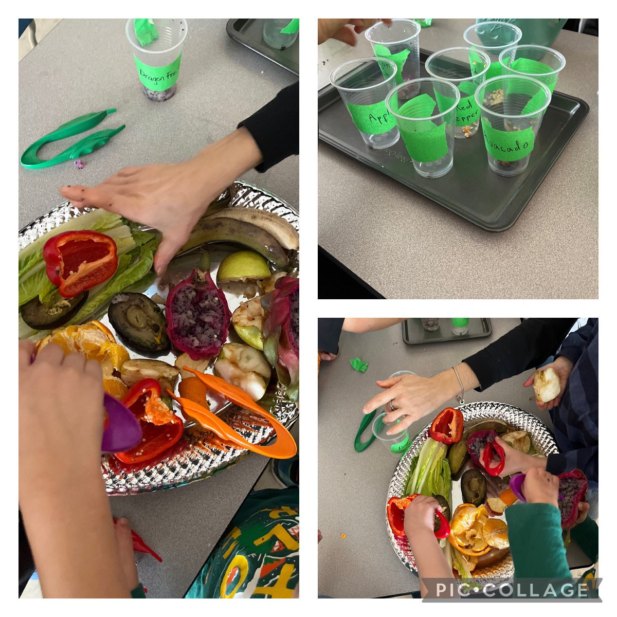 alstefanoff's tweet photo. Using our #finemotorskills to pick out the seeds with tweezers from our fruits & veggies to wash, sort & plant next week! #healthyeatinginquiry #springinquiry #planting @tdsb @EarlyYearsTDSB @RolphRoadSchool @Frances_TDSB @AHoward_tdsb https://t.co/uBLkUnUoXu