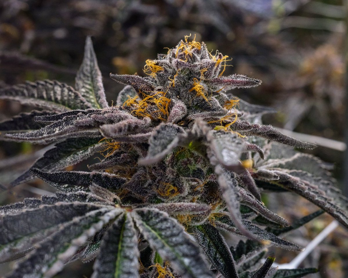 Probably the last run of our potpourri girl, SherbCake. Sweet, gassy, floral, and uplifting.
#cannabislife #cannabisindustry #cannabisculture