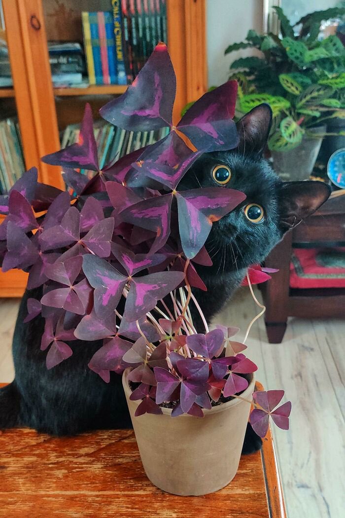 ThePhilosopurr's tweet photo. I’m admiring the plants with my eyes, I purromise… https://t.co/TpkBbI5a4S