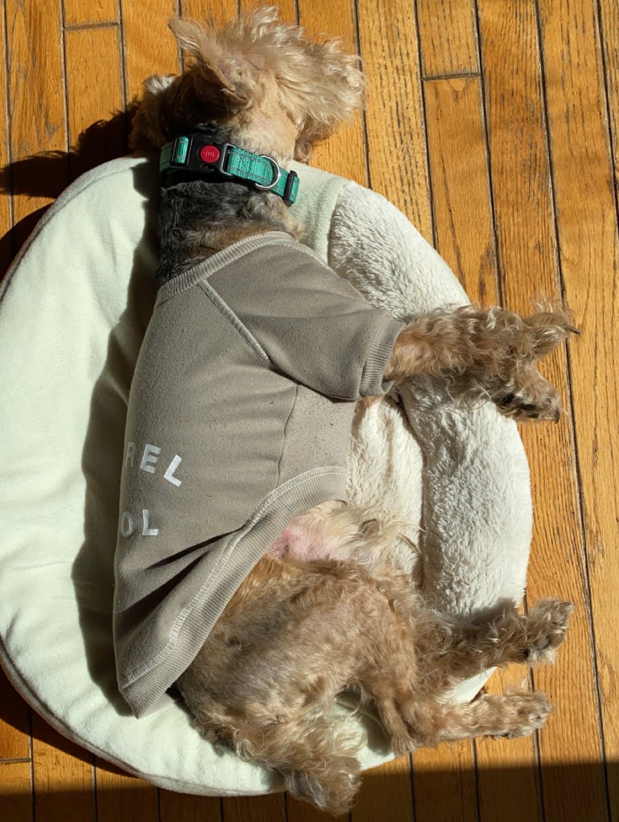 SheldonTheWelsh's tweet photo. Nothing to see here, folks. Just me doing a little nap in a sun puddle!

#dogtwitter #doggos #sunpuddle #doinganap #Dogsarefamily #dogs #welshterrier https://t.co/XJGlWycSlW