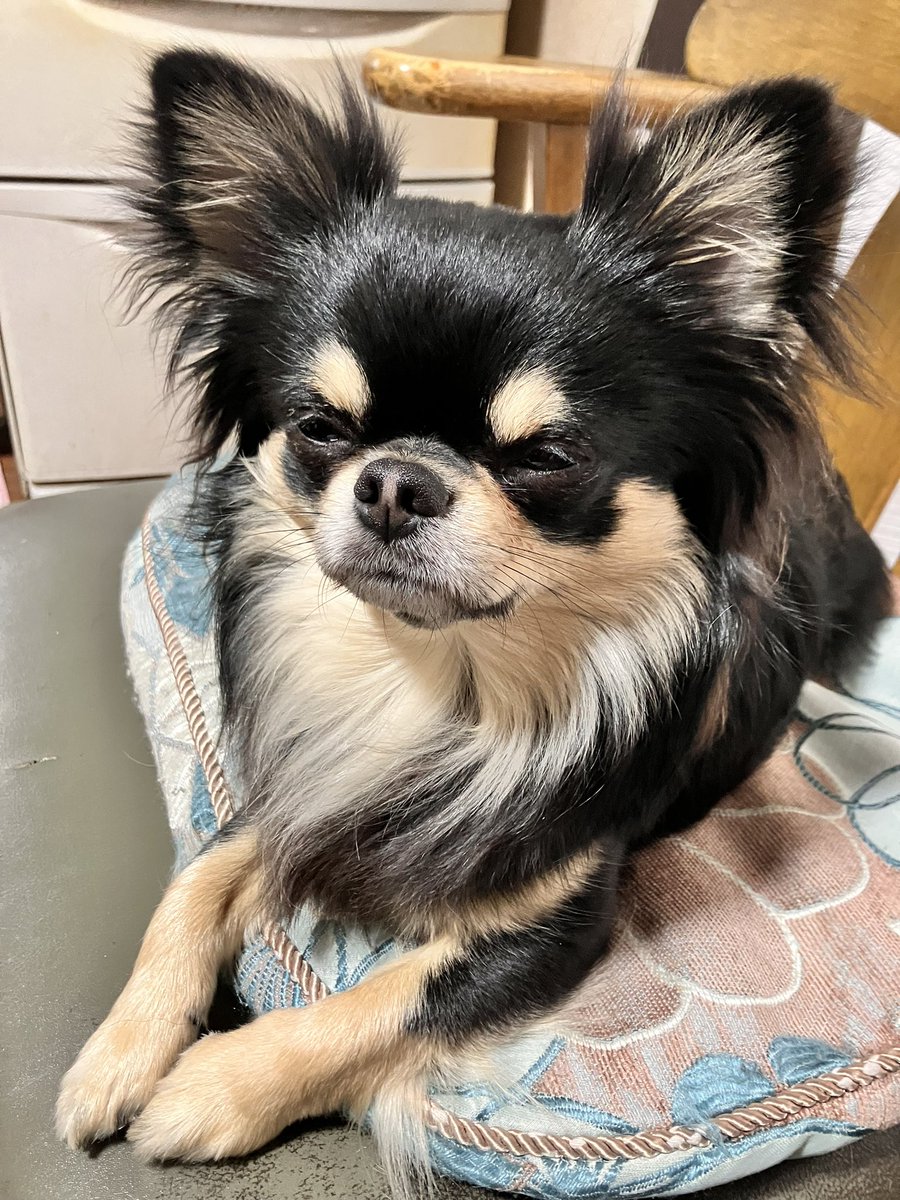 これは菩薩のような微笑みでご飯を待つイッヌ https://t.co/LrP12awZEe