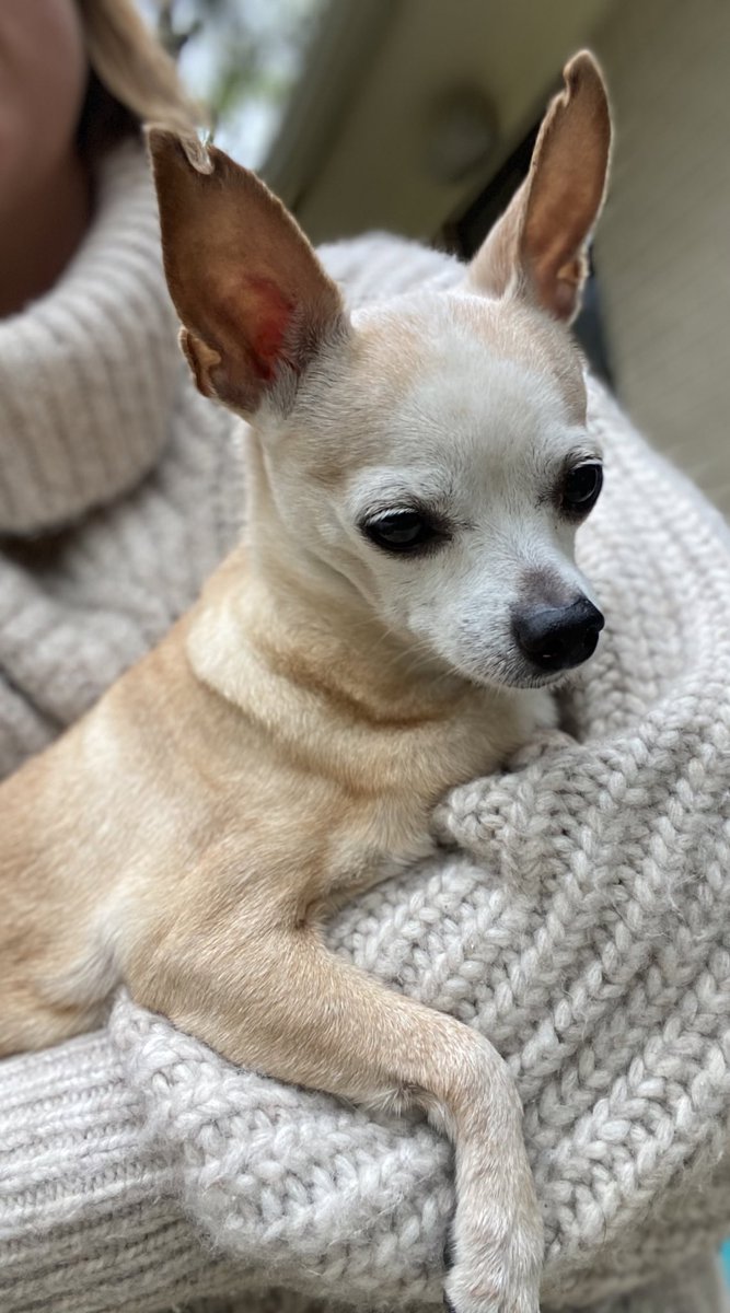 FAV_LR's tweet photo. Sneak peak at tomorrow’s @THV11 and @thepoint941 Pet of the Week! Tune in to Wake Up Central at 5:55am and the Point about 7:30 to meet her https://t.co/JSUuF1wbDy