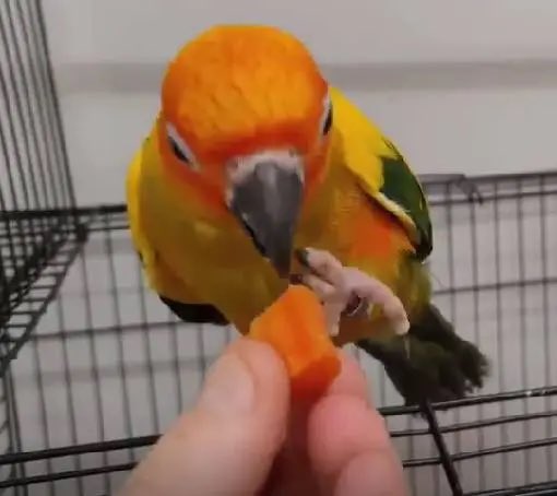 humbracker's tweet image. ime    lobign ., karot