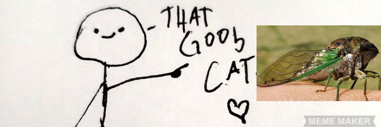 The Cat Senate tweet media