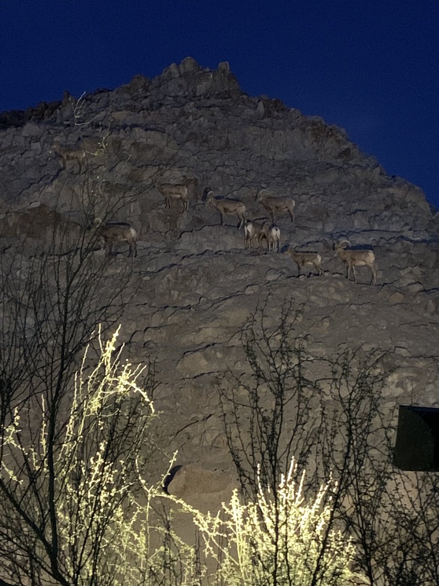 daveefreedom's tweet image. Living Zoo in Palm Springs during Glow Park.